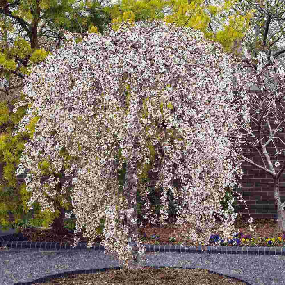 Copac Sakura, Cires Japonez Plangator Snow Fountain, cu flori albe