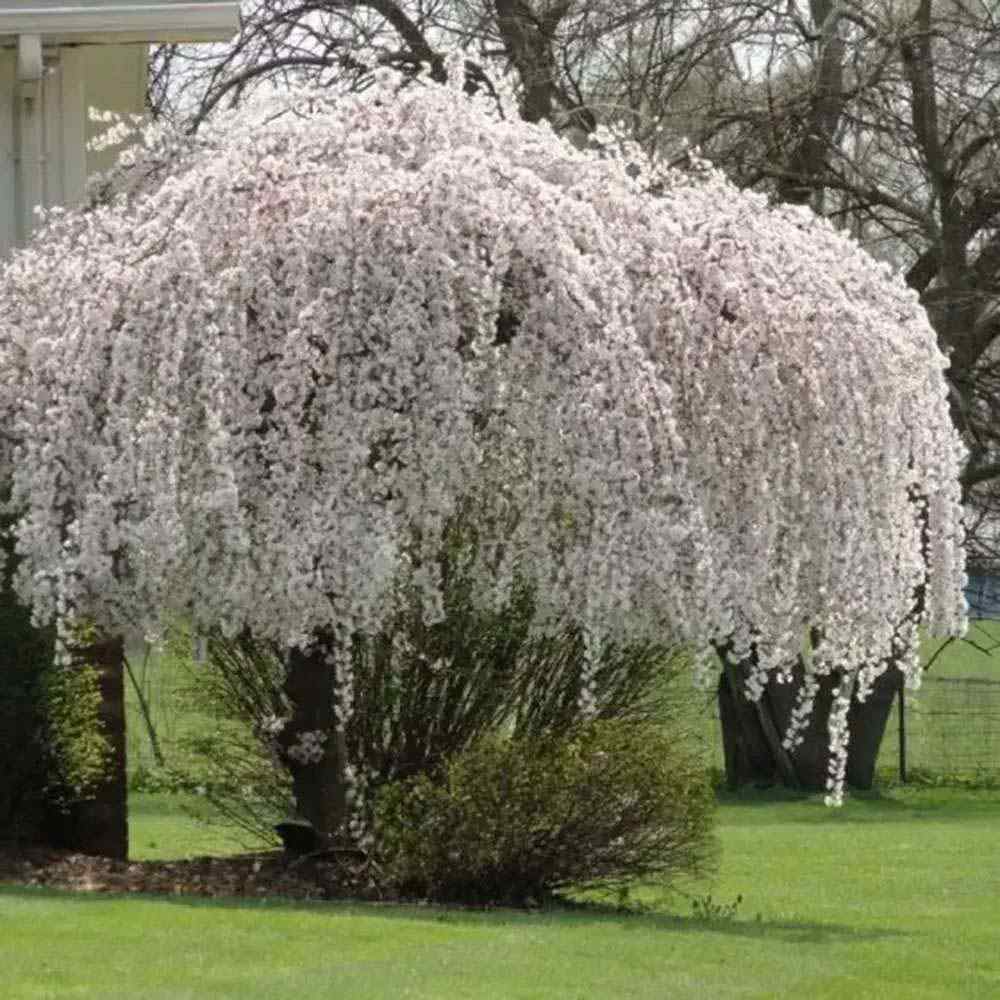 Copac Sakura, Cires Japonez Plangator Snow Fountain, cu flori albe