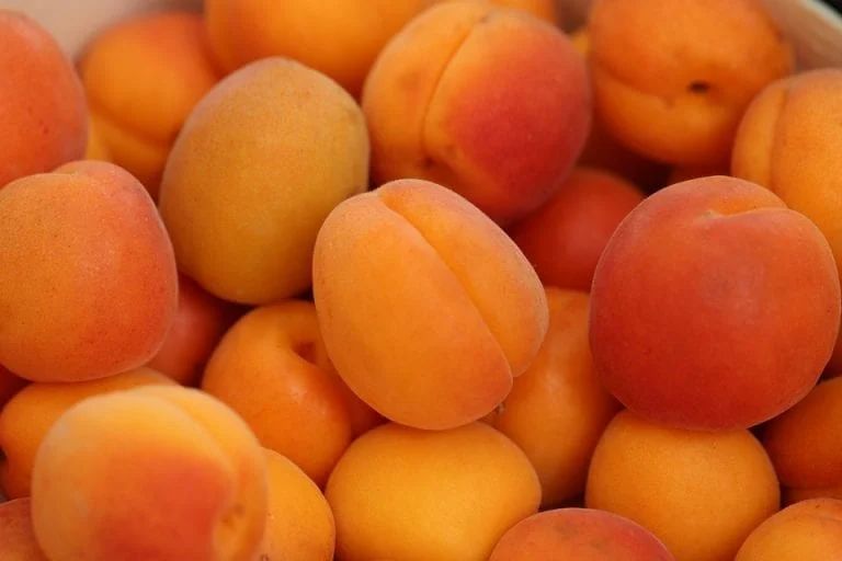 Cais (Prunus armeniaca) Boccuccia, cu fructe dulci galbene, an 2 pe rod