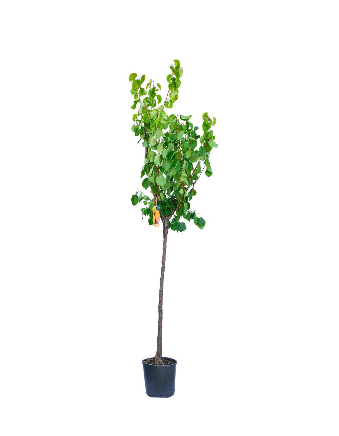 Cais (Prunus armeniaca) Boccuccia, cu fructe dulci galbene, an 2 pe rod