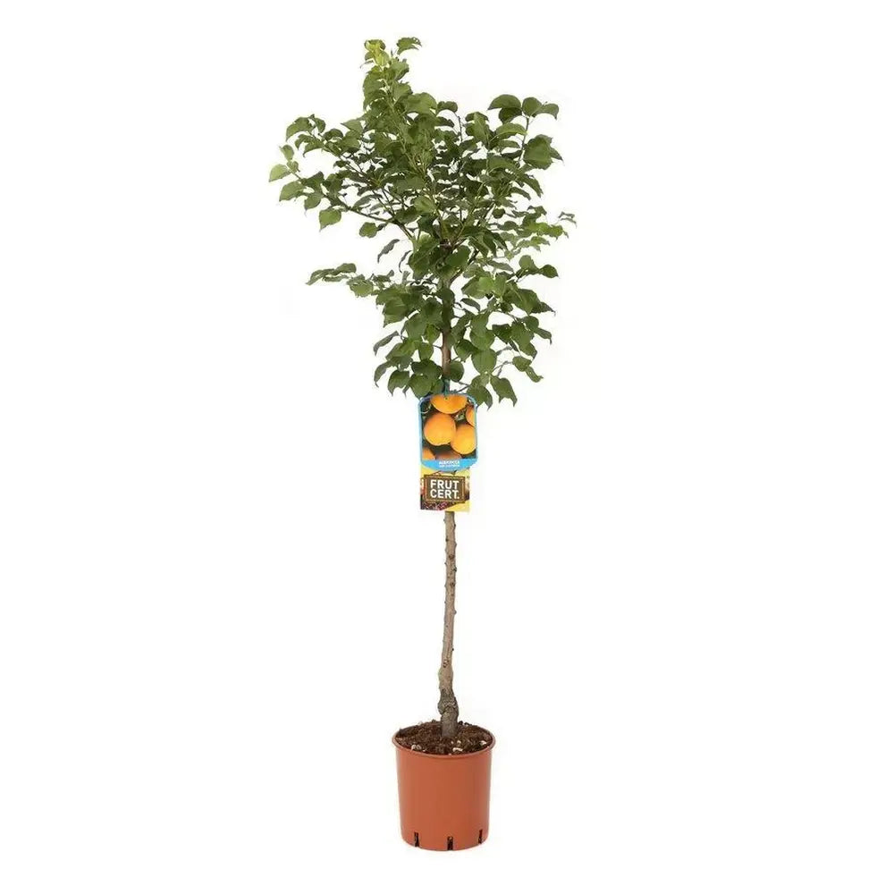 Cais (Prunus armeniaca) Bulida, cu fructe dulci galbene deschis, an 2 pe rod