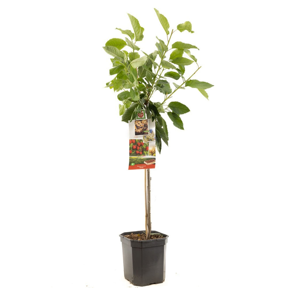 Cires Dulce (Prunus Avium) Stella, cu fructe dulci rosii-inchis