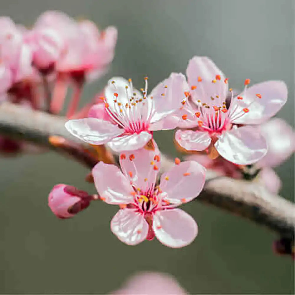 Copacel Migdal Dulcis (Prunus amygdalus), cu migdale dulci crocante, an 2 pe rod