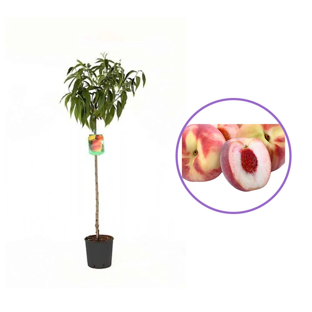 Piersic (Prunus Persica) Duchessa D'Este, cu fructe roz, an 2 pe rod