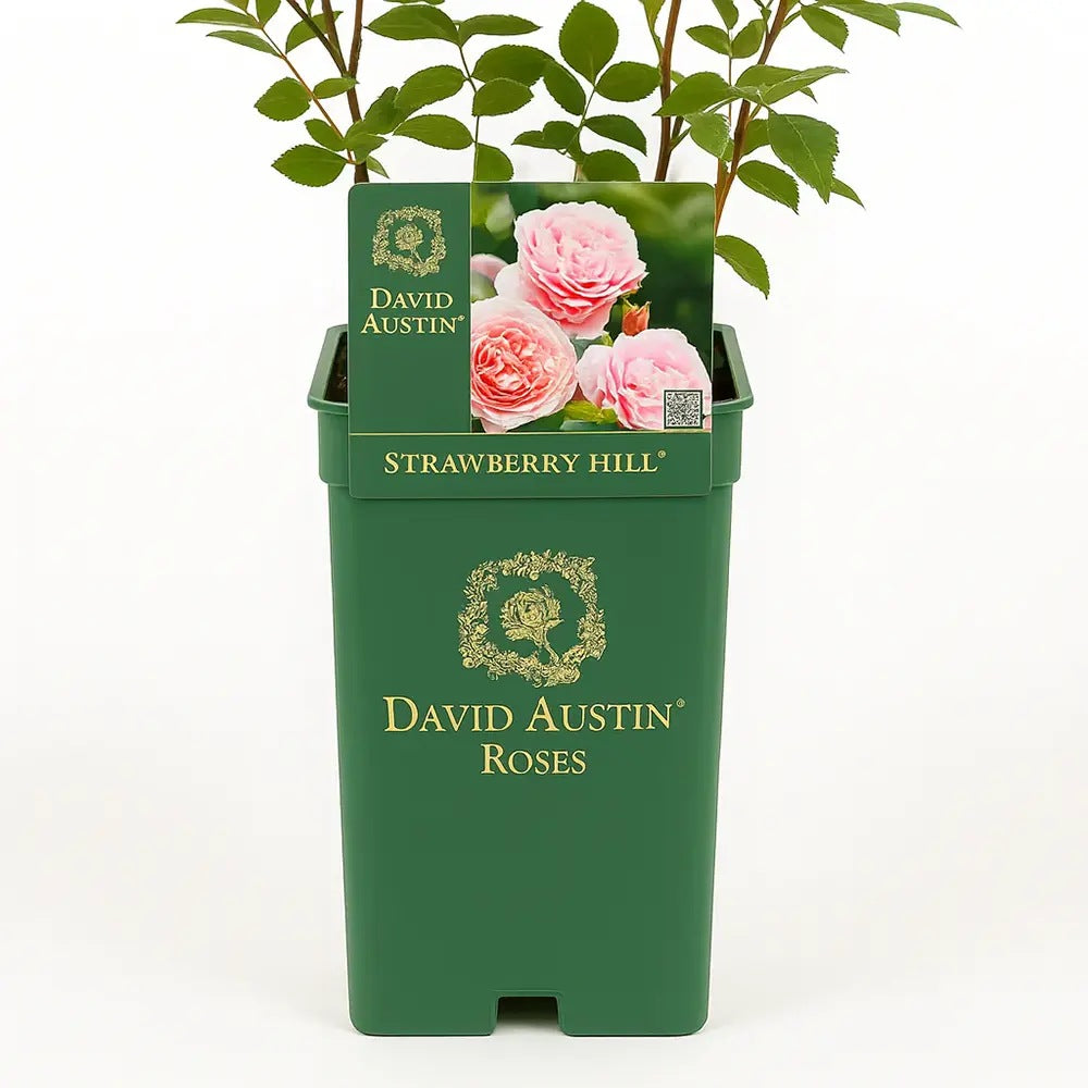 Trandafir englezesc David Austin Strawberry Hill - trandafir roz intens, flori duble, parfum puternic, inflorire repetata
