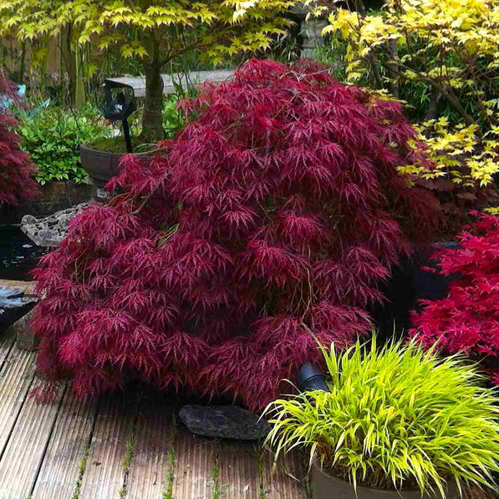 Artar Japonez Red Dragon, cu frunze rosii-purpuriu, compact