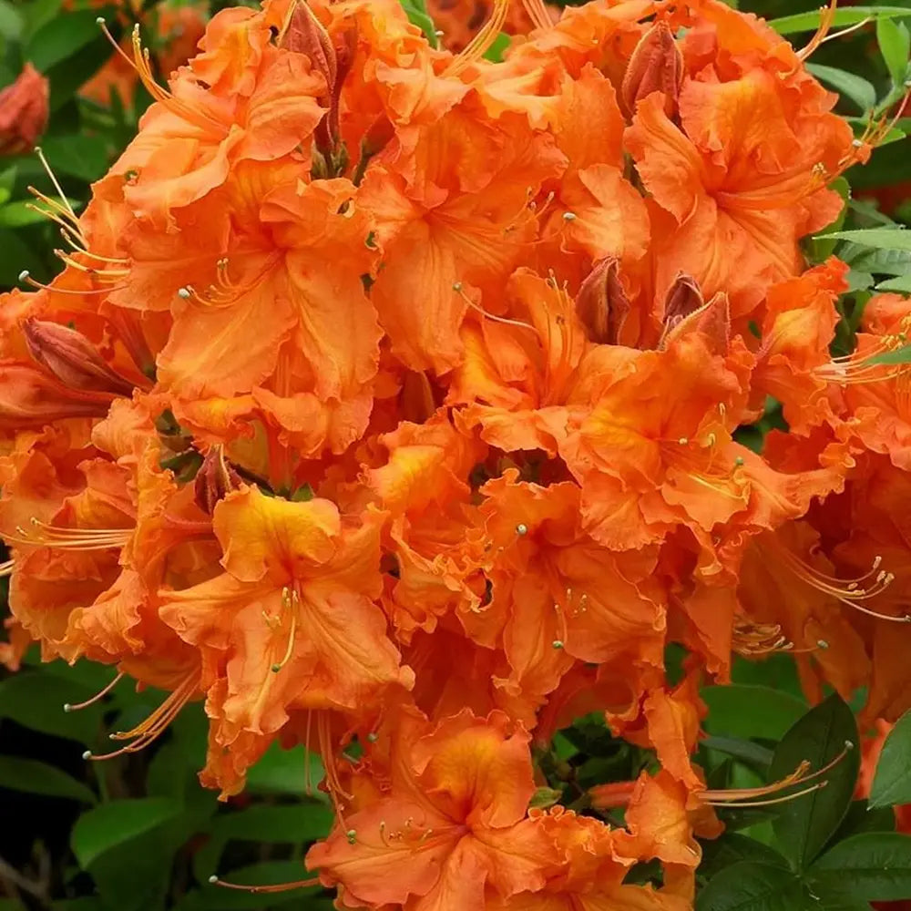 Japán azálea (Rhododendron) Glowing Embers, örökzöld díszcserje intenzív vörös-narancsszínű virágokkal, savanyú talajba és félárnyékba