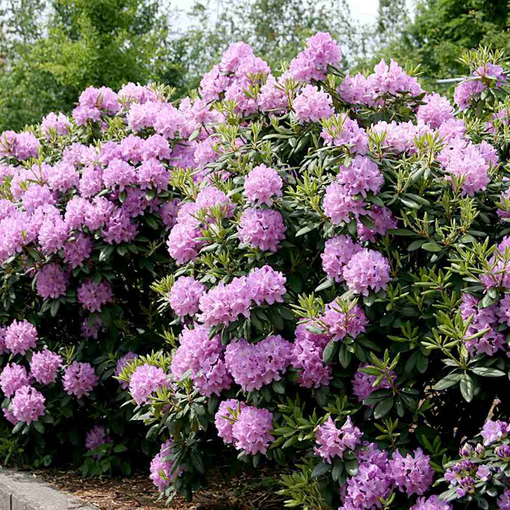 Rhododendron ‘Catawbiense Grandiflorum’ – lila virágú, örökzöld díszcserje félárnyékba