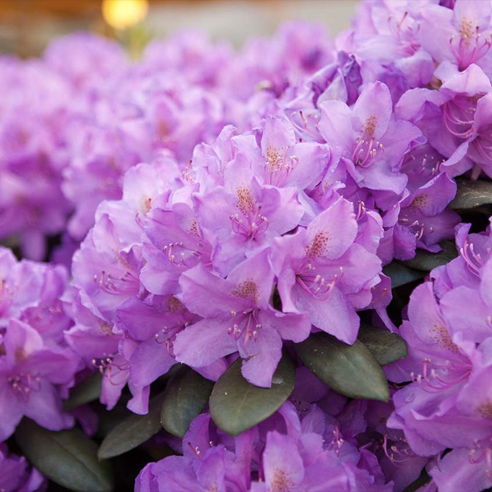 Rhododendron ‘Catawbiense Grandiflorum’ – lila virágú, örökzöld díszcserje félárnyékba