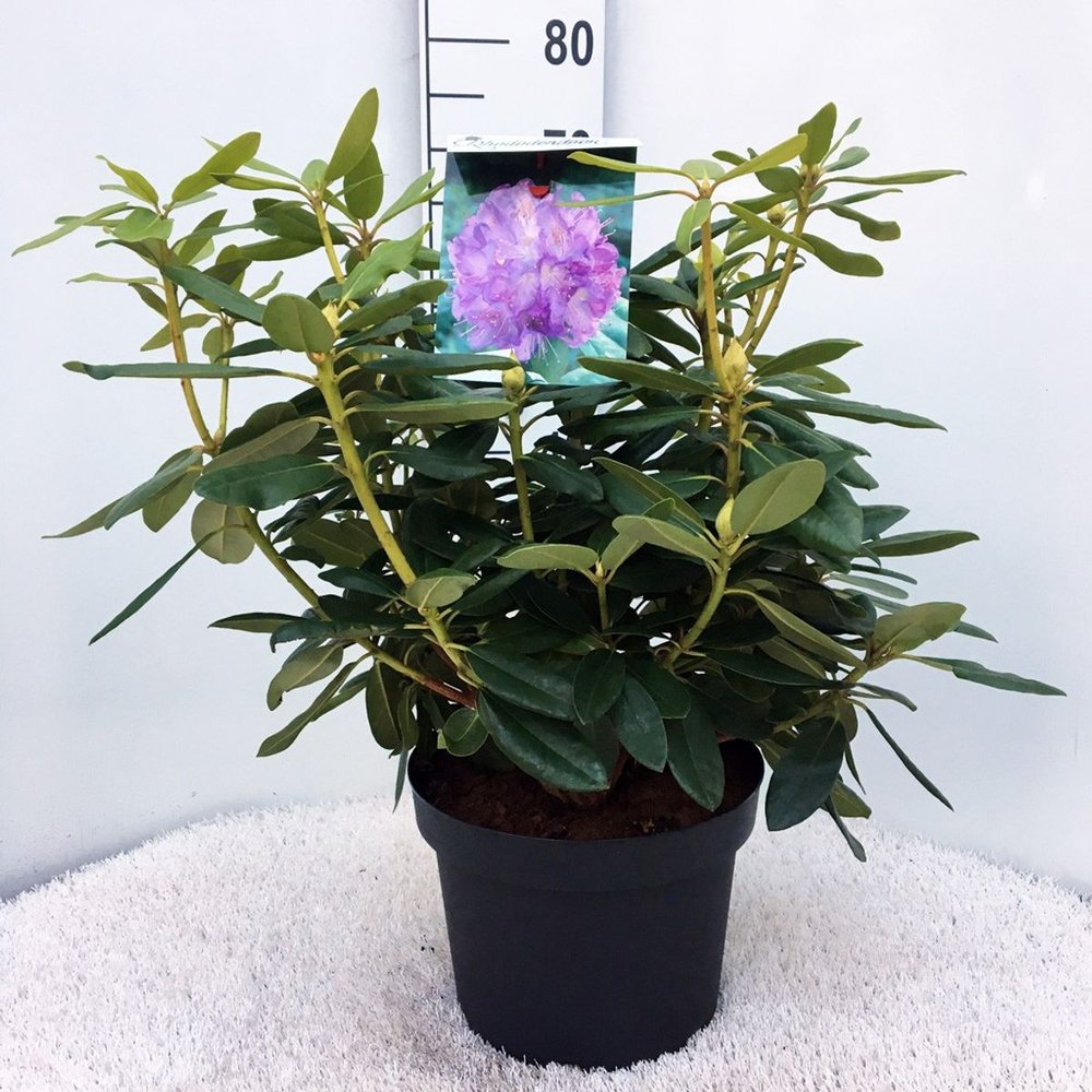 Rhododendron ‘Catawbiense Grandiflorum’ – lila virágú, örökzöld díszcserje félárnyékba