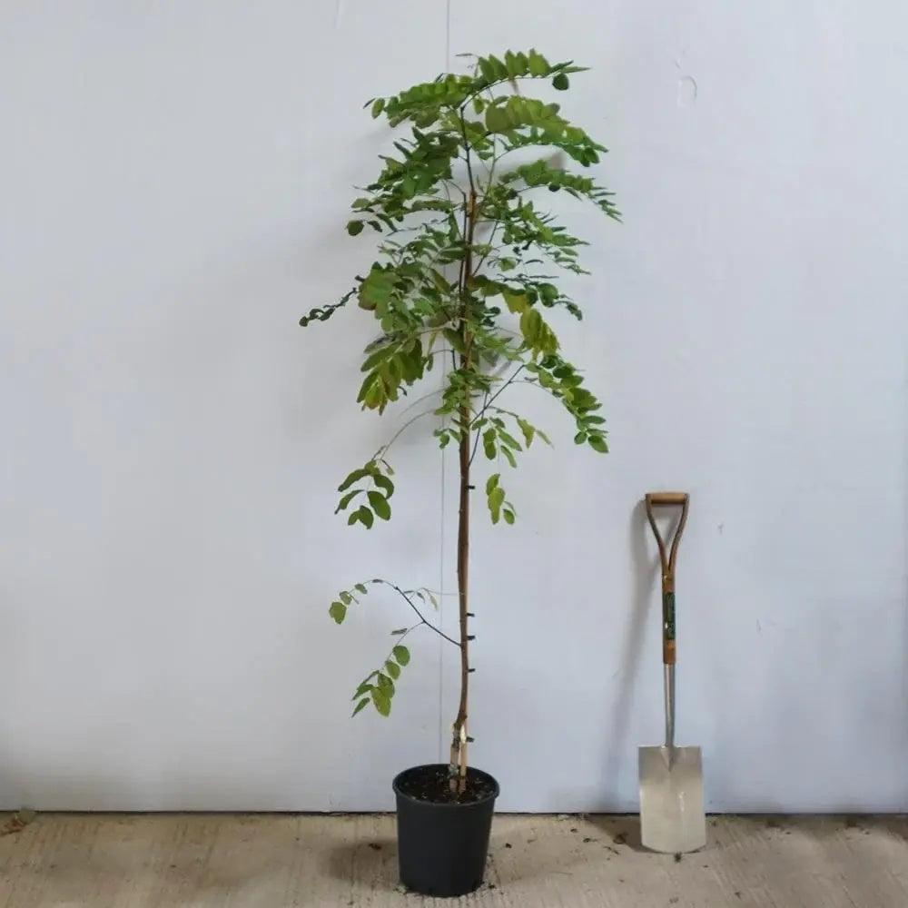 Salcam Pink Cascade, arbore ornamental cu flori roz parfumate, crestere rapida, rezistent la frig