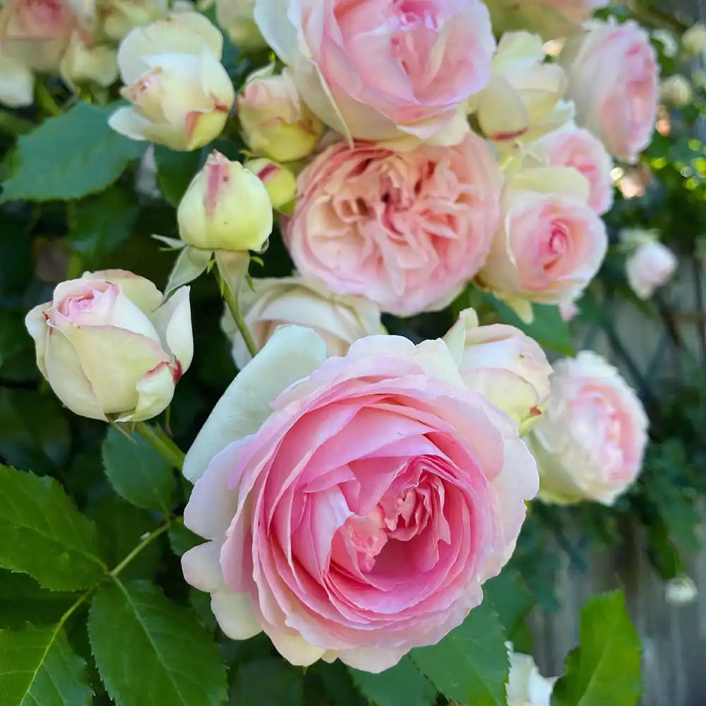 Trandafir Catarator alb cu inima roz Edenrose 85, cu inflorire repetata