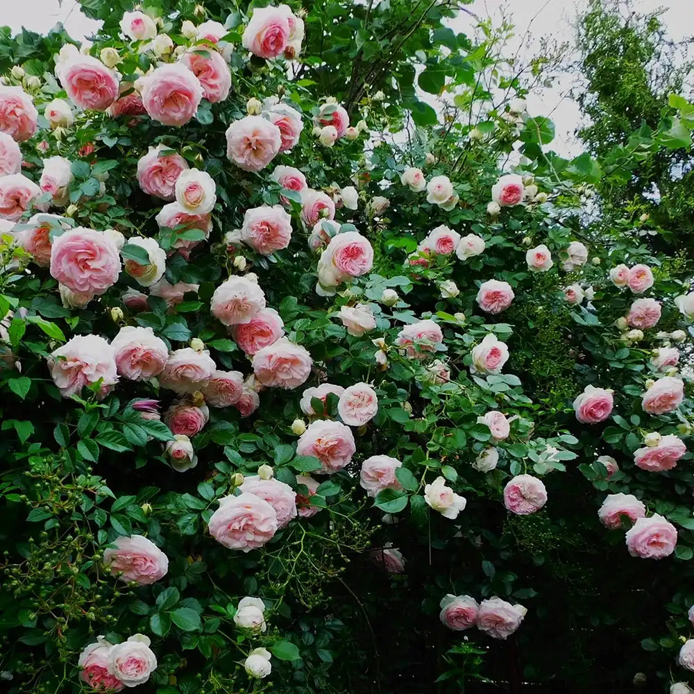 Trandafir Catarator alb cu inima roz Edenrose 85, cu inflorire repetata