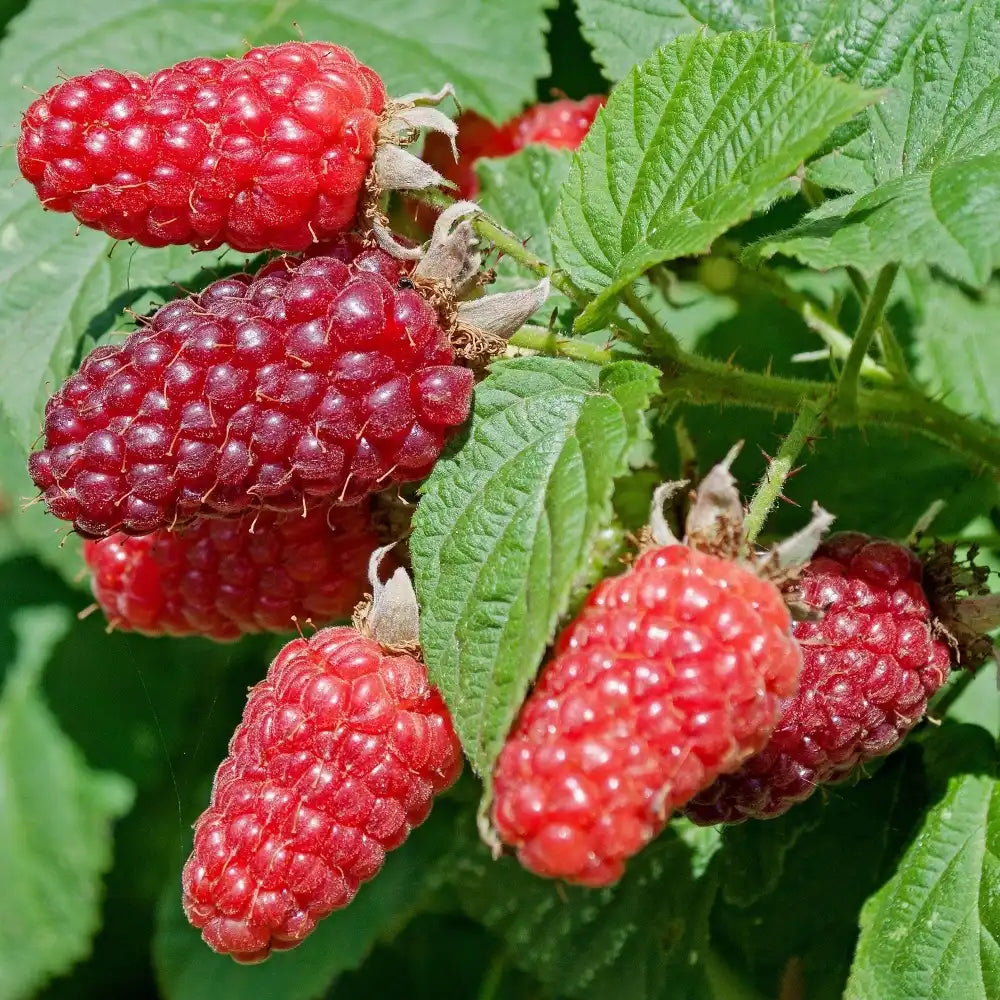 Zmeura Curgatoare Tayberry cu gust dulce intens si fructe mari, ideala pentru pergole, an 1 pe rod