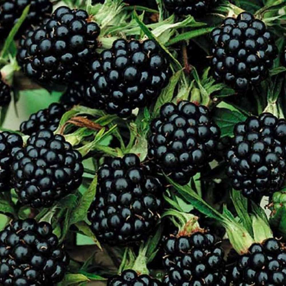 Tüske nélküli szeder Rubus fruticosus Thornfree, bőtermő szeder, nagy édes termésekkel, kertbe, már az első évtől termő