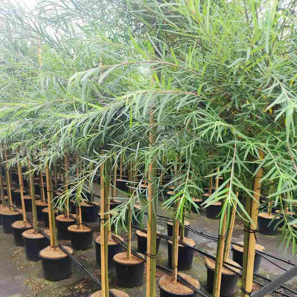 Díszfűz (Salix palmowa), széles díszlevelekkel és gyors növekedéssel, ellenálló fa magyarországi kertekbe