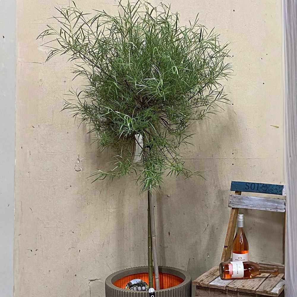Díszfűz (Salix palmowa), széles díszlevelekkel és gyors növekedéssel, ellenálló fa magyarországi kertekbe