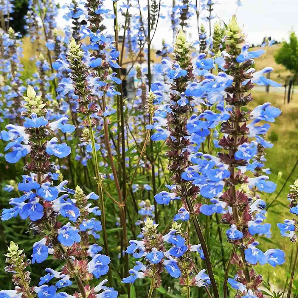 Salvie de Balta Uliginosa, planta perena decorativa, flori albastre, atractiva pentru polenizatori