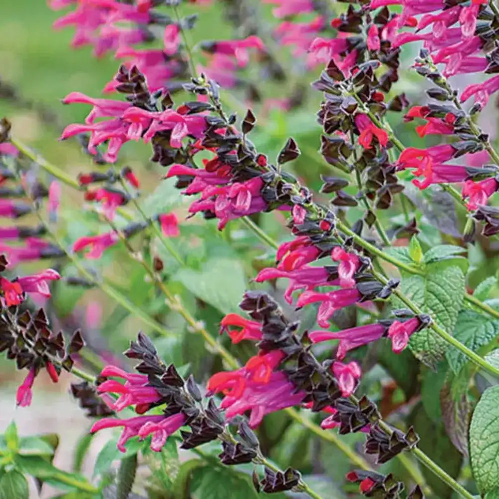 Salvia Amante, planta perena cu flori rosii-fuchsia, inflorire indelungata