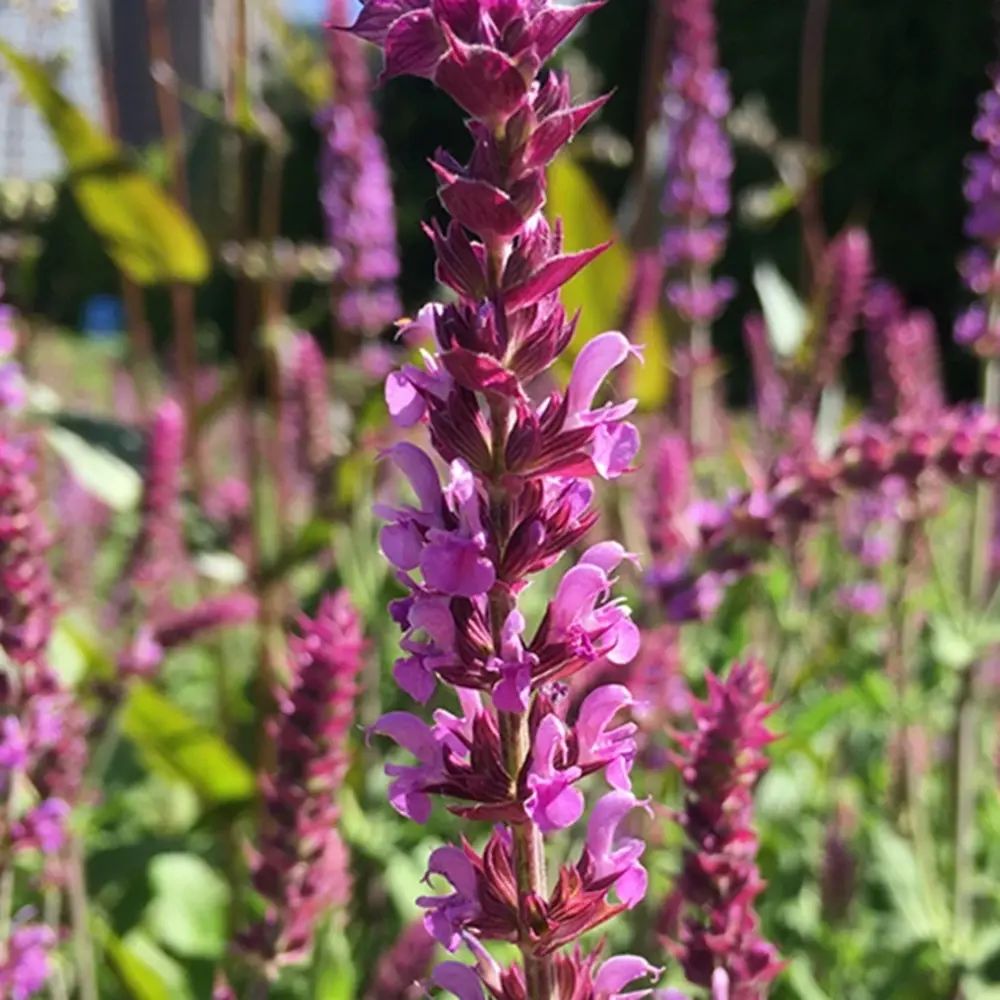 Erdei zsálya 'Amethyst' – hosszan virágzó, ametisztlila füzérekkel