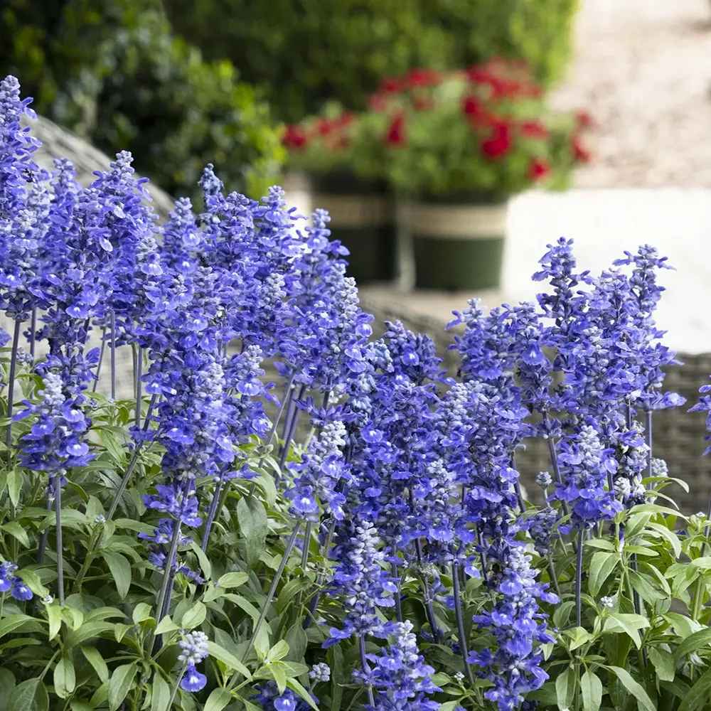 Salvia farinacea Sallyfun Deep Ocean, planta perena cu flori albastre intense atrage albine si rezista la seceta