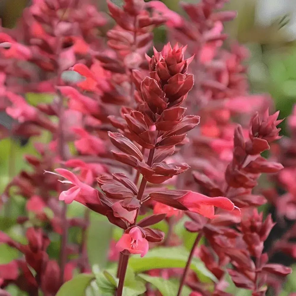 Salvia Rockin Red Flamingo, planta perena cu flori rosii spectaculoase