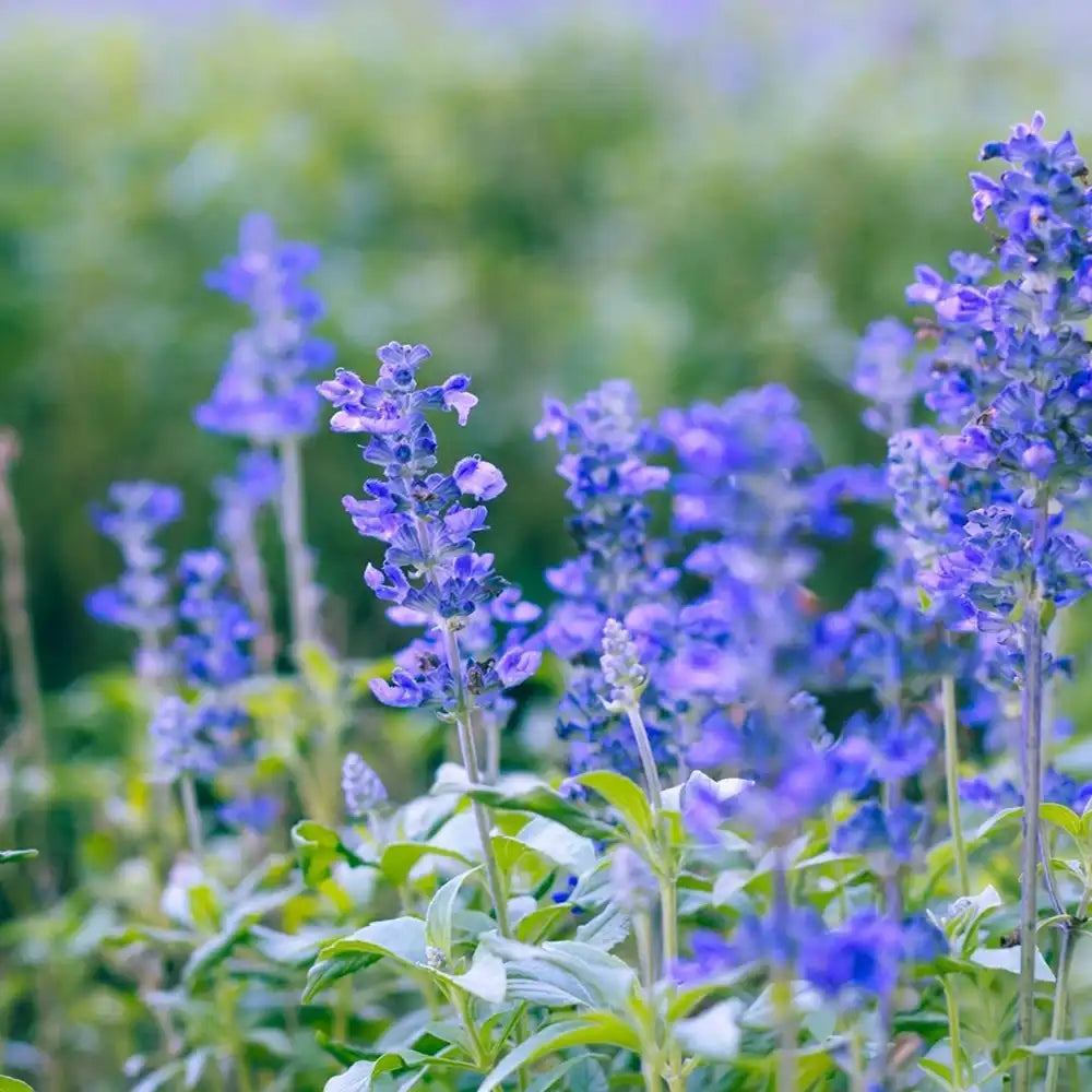 Salvie de Balta Uliginosa, planta perena decorativa, flori albastre, atractiva pentru polenizatori
