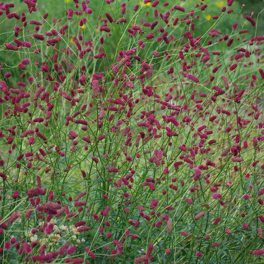 Piperul de gradina/Burnet Mare (Sanguisorba officinalis), iarba perena medicinala si ornamentala, spice rosii-inchis