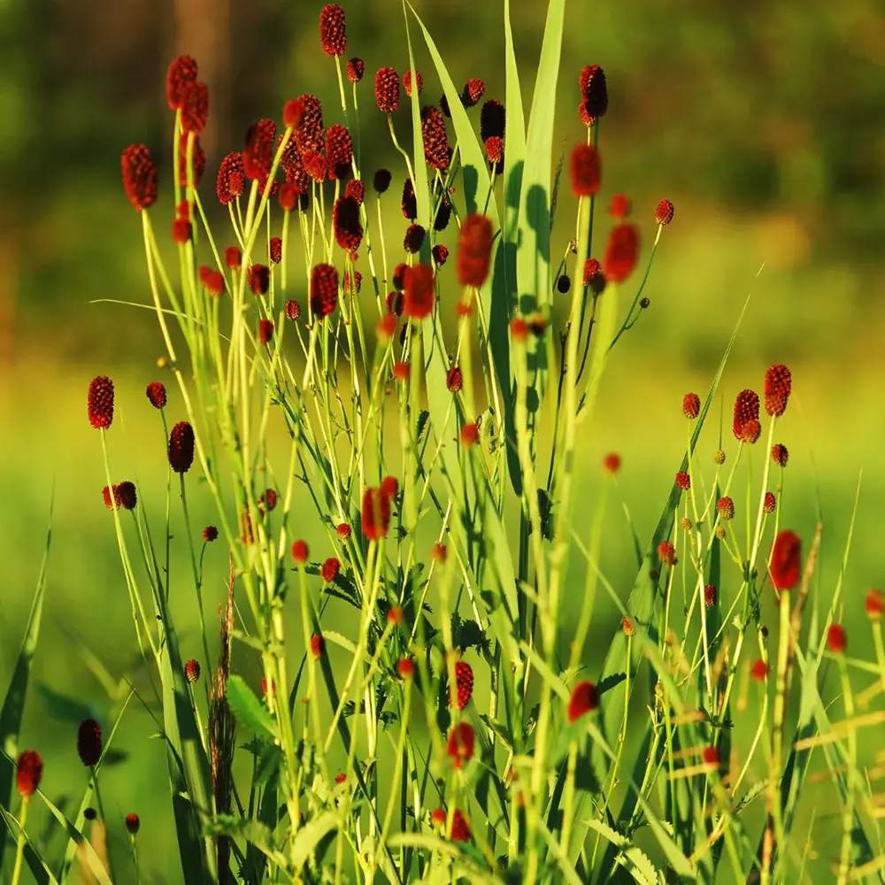 Piperul de gradina/Burnet Mare (Sanguisorba officinalis), iarba perena medicinala si ornamentala, spice rosii-inchis