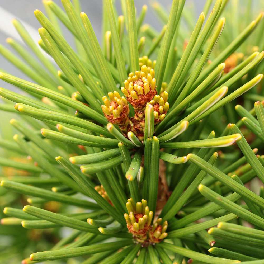 Pin Japonez Umbrella Sciadopitys verticillata, conifer rar ornamental, crestere lenta, ace unice tip umbrela