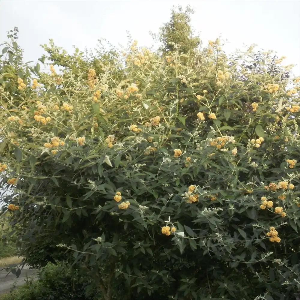 Liliac de Vara Sungold (Buddleja), arbust decorativ cu flori aurii-galben foarte parfumate abundente, crestere rapida, iubitor de soare
