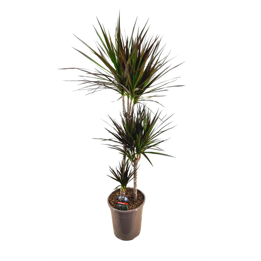 Dracaena marginata Magenta, 150 cm, 3 Tulpini, planta de apartament decorativa usor de ingrijit