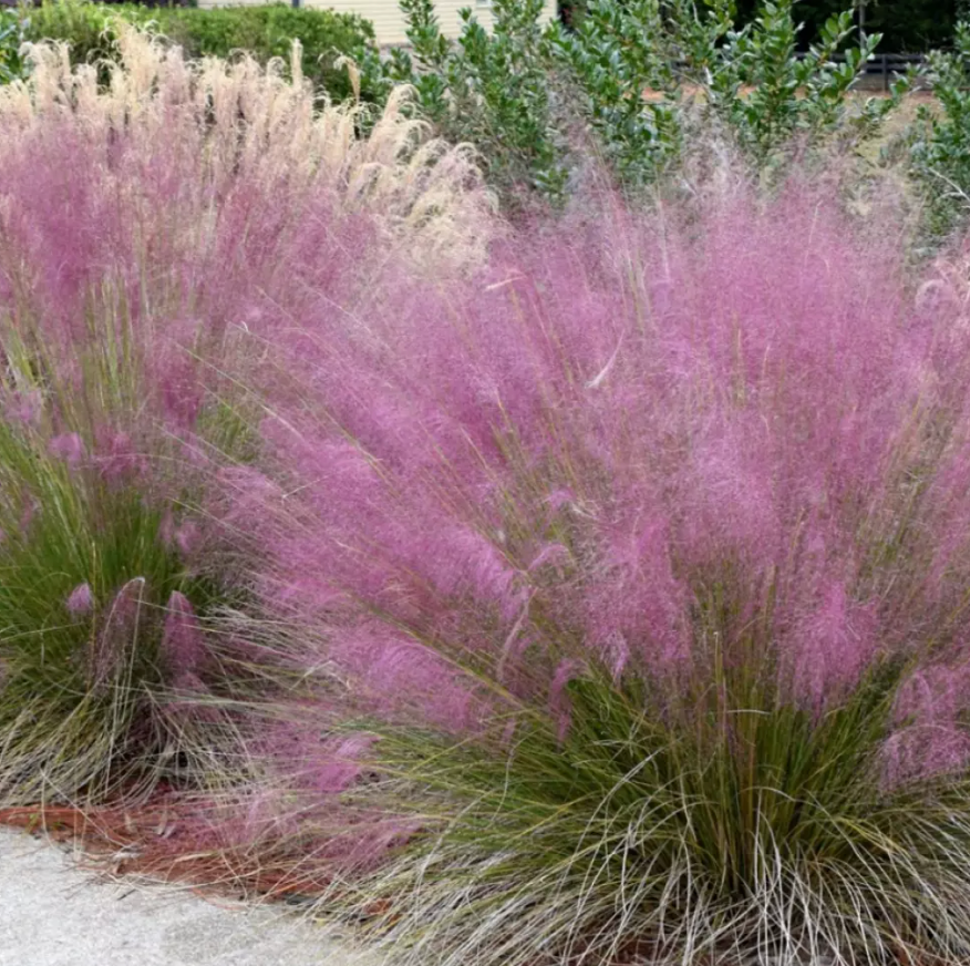 Iarba Decorativa roz-purpuriu Texas (Muhlenbergia Capillaris), iarba cu flori roz spectaculoase, perena, tolereaza seceta