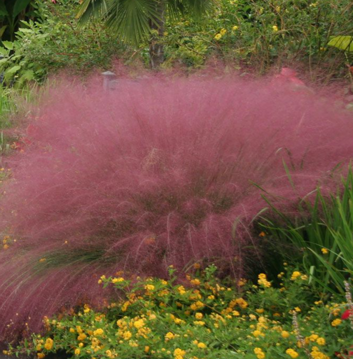 Iarba Decorativa roz-purpuriu Texas (Muhlenbergia Capillaris), iarba cu flori roz spectaculoase, perena, tolereaza seceta
