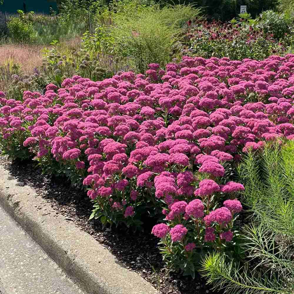 Iarba Grasa Sedum Carl, frunzis verde-albastrui si flori roz intense