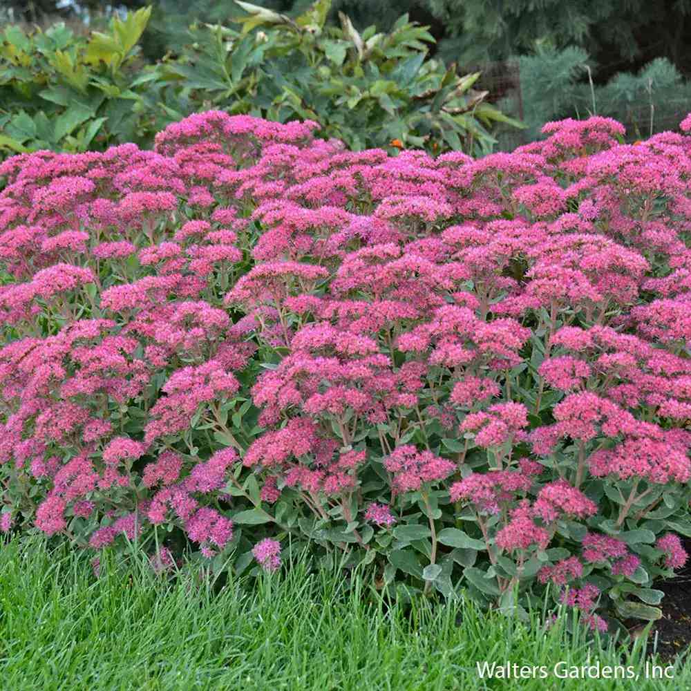 Iarba Grasa Sedum Carl, frunzis verde-albastrui si flori roz intense