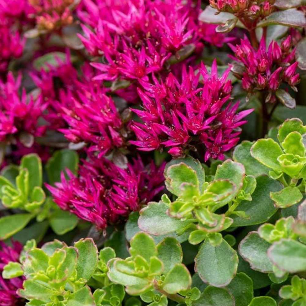 Iarba Grasa (Sedum) Spot On Deep Rose, Inflorescente bogate roz intens, planta perena decorativa, rezistenta la seceta