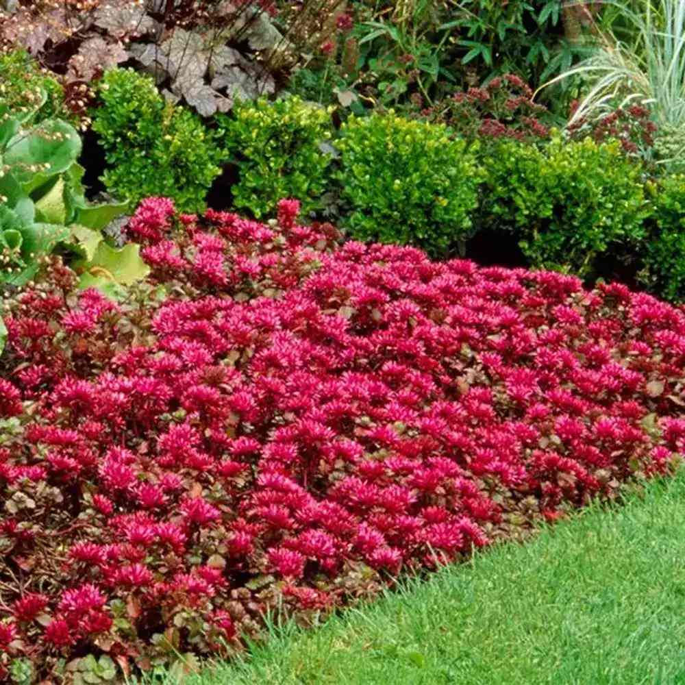 Iarba Grasa Sedum spurium Schorbuser Blut, frunzis verde si flori roz, compact, decorativ tot timpul anului