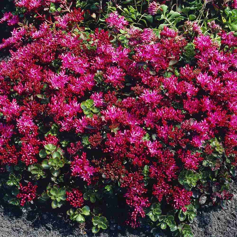 Iarba Grasa Sedum spurium Schorbuser Blut, frunzis verde si flori roz, compact, decorativ tot timpul anului