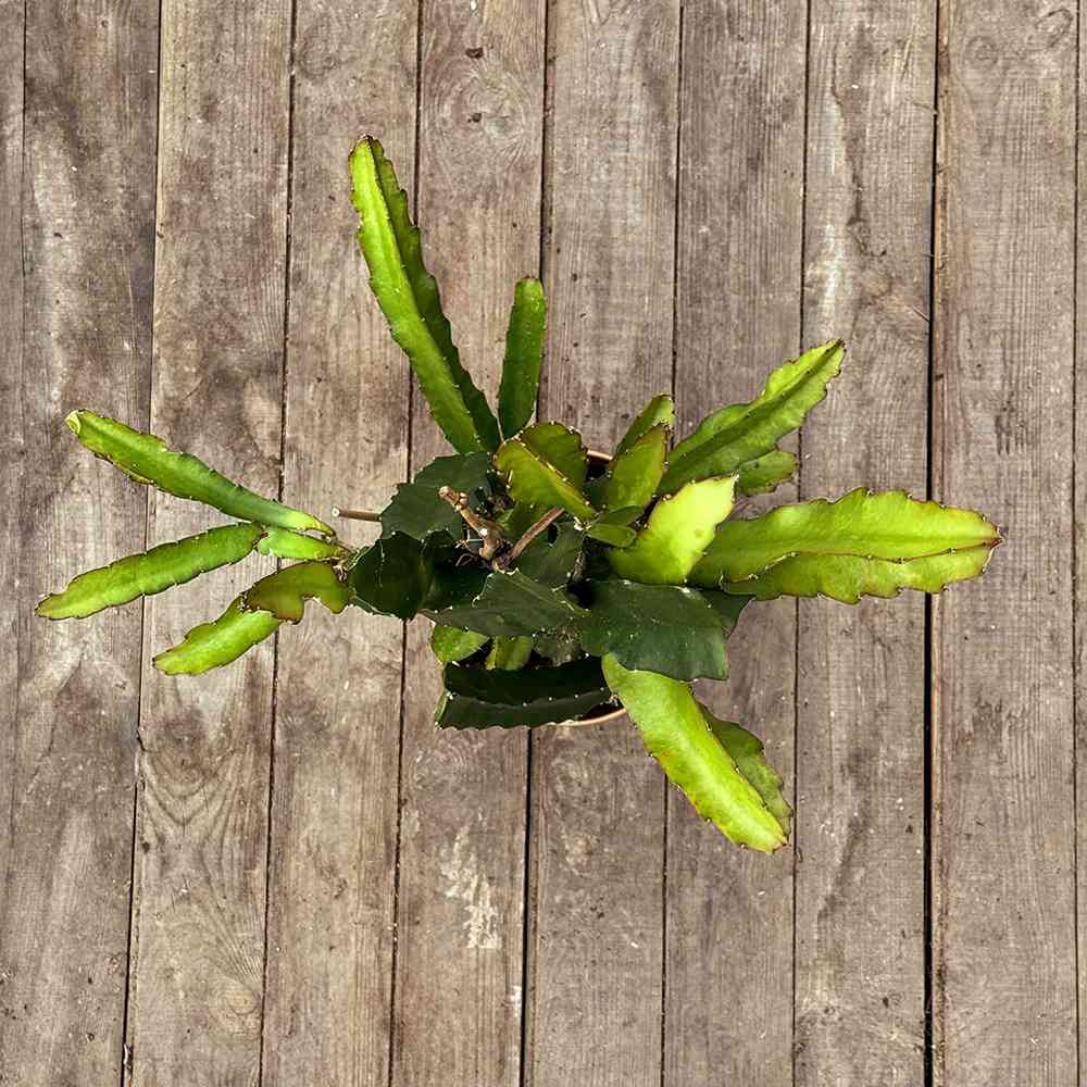 Sárga pitaya 'Palora' – egzotikus, illatos sárga gyümölcsű kúszókaktusz