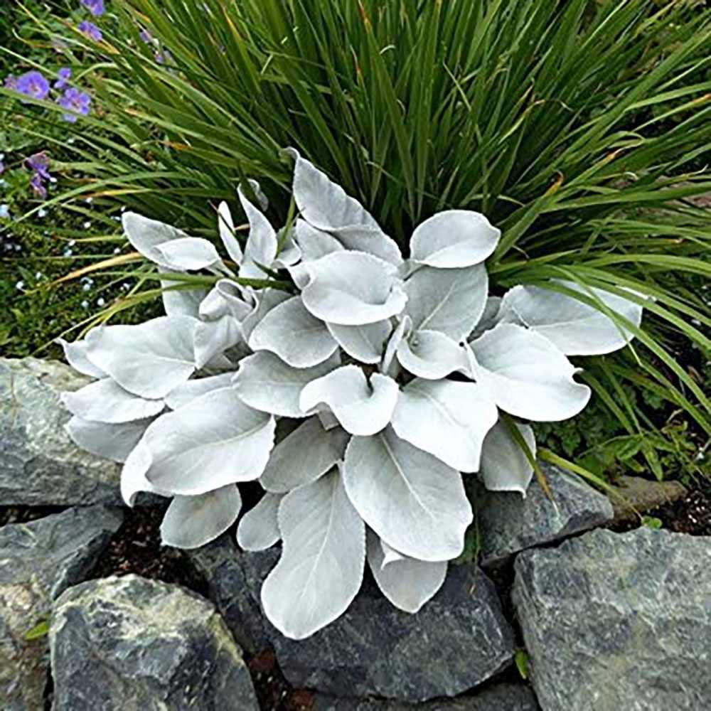 Cineraria Senecio Angel Wings, cu frunze argintii-albe pufoase