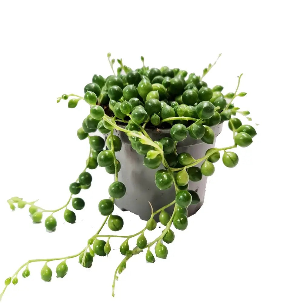 Sirag de perle Senecio Rowleyanus, planta suculenta curgatoare, planta interior suspendata decorativa- 25 cm