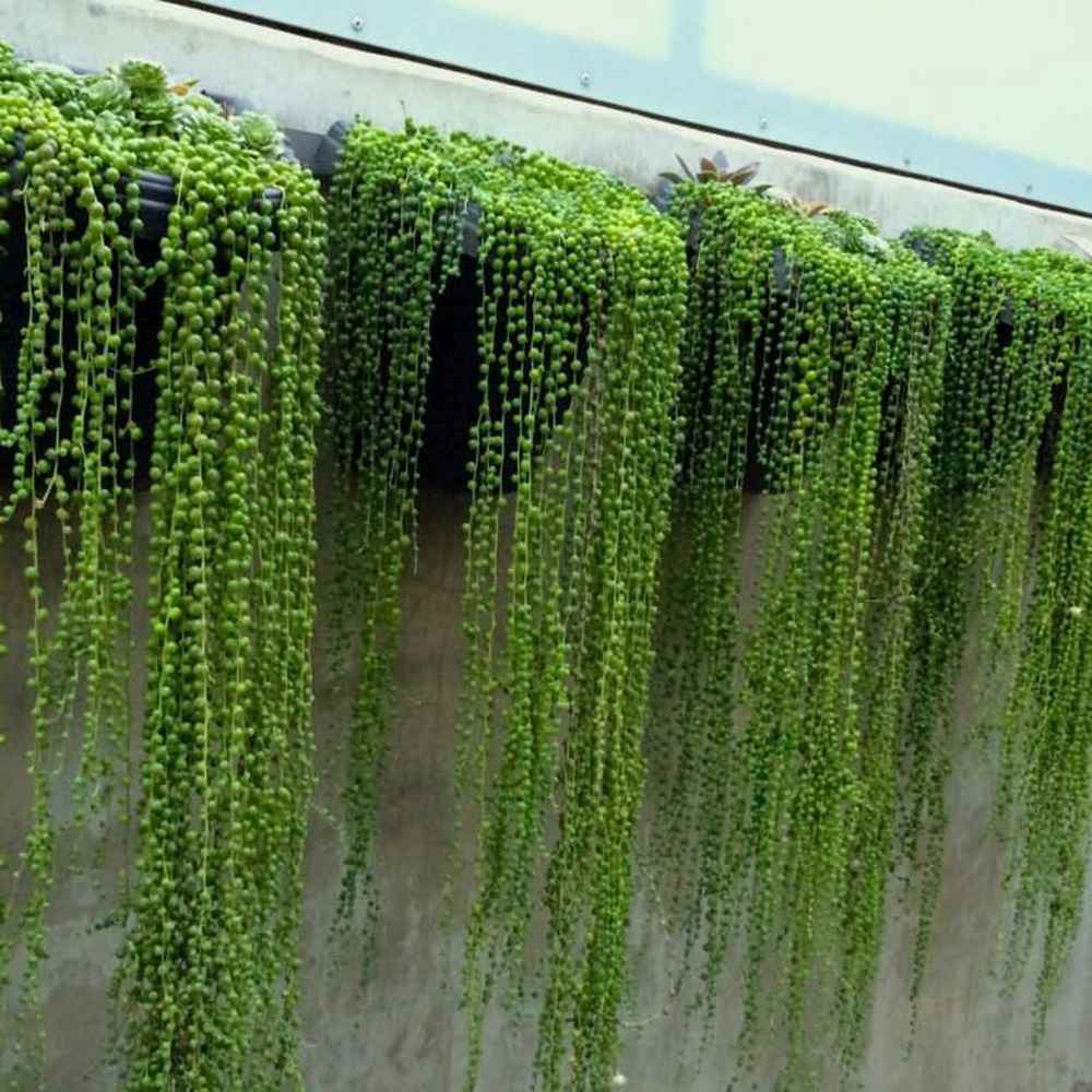 Sirag de perle Senecio Rowleyanus, planta suculenta curgatoare, planta interior suspendata decorativa- 25 cm