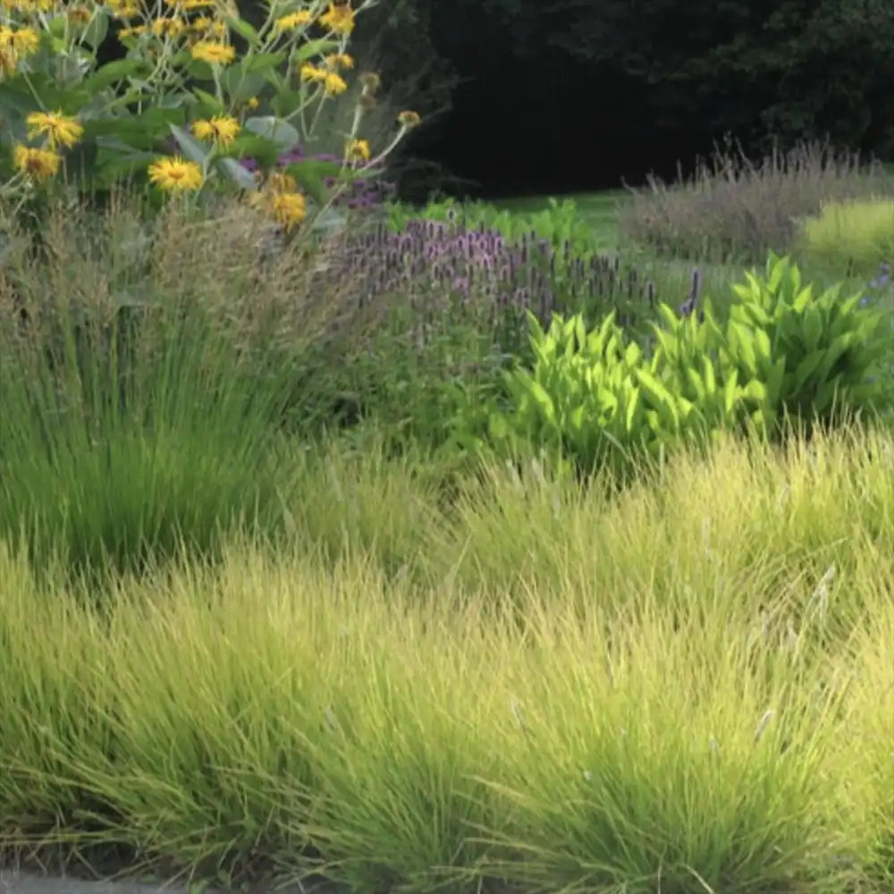 Iarba ornamentala Sesleria Tomnatica, frunzis auriu toamna, semi vesnic verde, de ghiveci sau de gradina