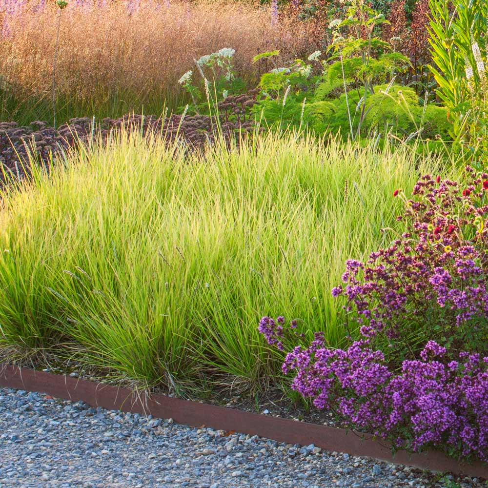 Iarba ornamentala Sesleria Tomnatica, frunzis auriu toamna, semi vesnic verde, de ghiveci sau de gradina