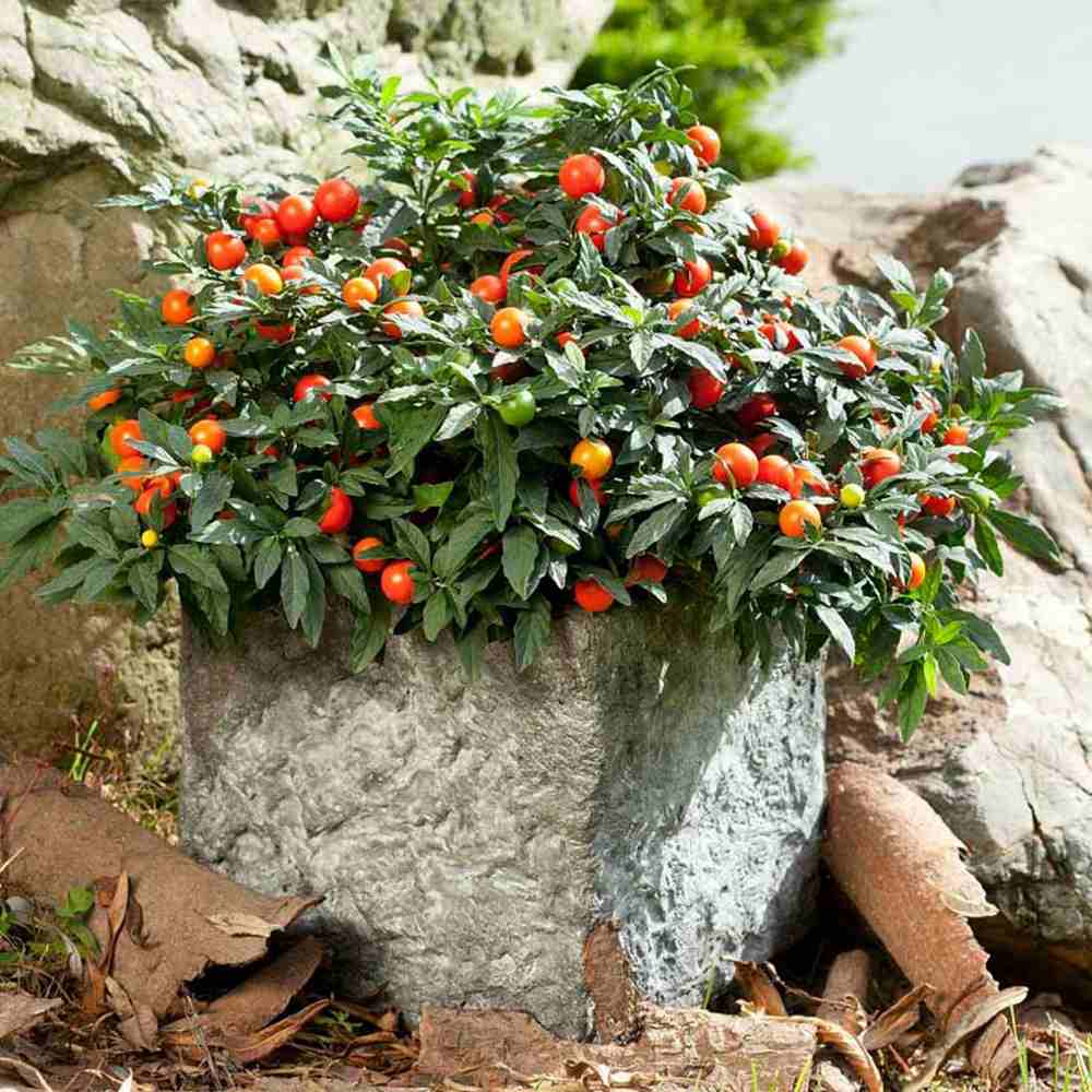 Cireasa de Ierusalim Bartoli (Solanum), cu fructe rosii lucioase pentru interior, foarte decorativ - 30-40 cm