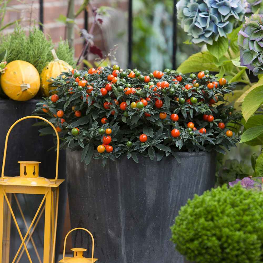 Cireasa de Ierusalim Bartoli (Solanum), cu fructe rosii lucioase pentru interior, foarte decorativ - 30-40 cm
