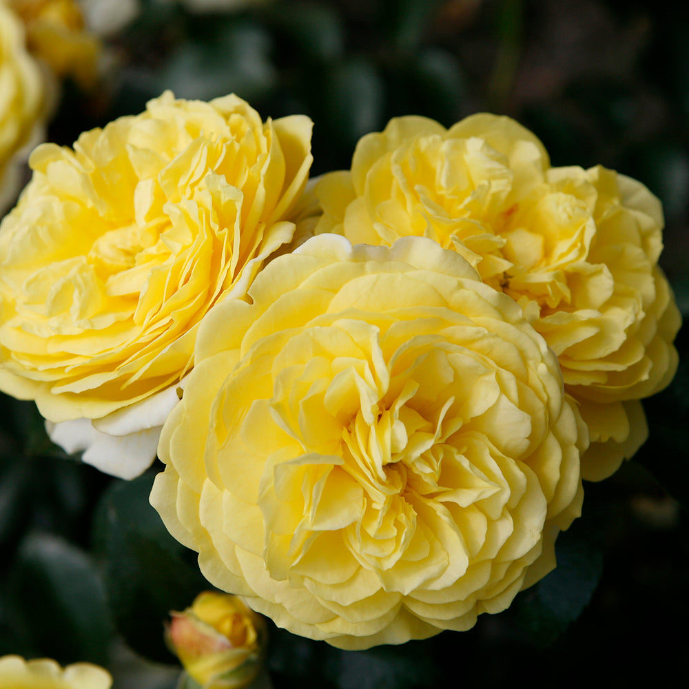 Floribunda rózsa 'Solero' – ragyogó citromsárga, ismétlődő virágzás