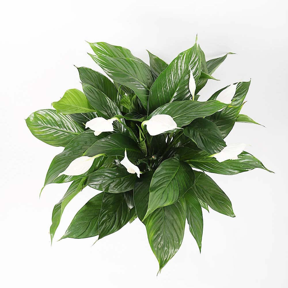 Crinul Pacii Spathiphyllum Vivaldi, planta de interior cu flori albe elegante si frunze verzi lucioase, purificator natural de aer - 75-80 cm