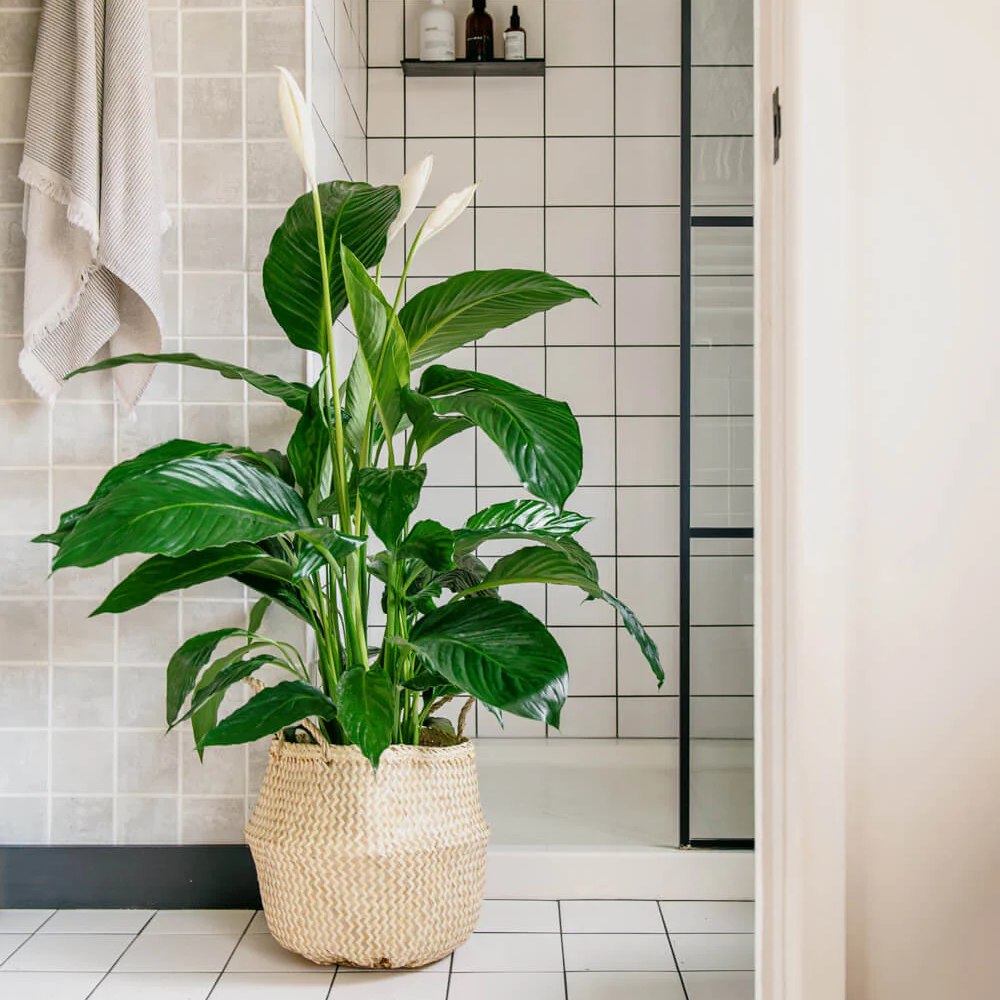 Crinul Pacii Spathiphyllum Vivaldi, planta de interior cu flori albe elegante si frunze verzi lucioase, purificator natural de aer - 75-80 cm